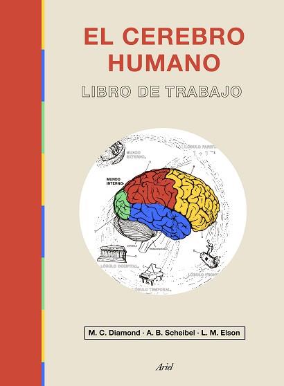 CEREBRO HUMANO, EL | 9788434433601 | DIAMOND, MARIAN C./ELSON, LAWRENCE M./SCHEIBEL, A. B. | Llibreria L'Illa - Llibreria Online de Mollet - Comprar llibres online