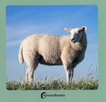 ANIMALES DE LA GRANJA 2 | 9788412683608 | NOWORDBOOKS | Llibreria L'Illa - Llibreria Online de Mollet - Comprar llibres online