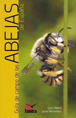 GUIA DE CAMPO DE LAS ABEJAS DE ESPAÑA | 9788416702770 | CURRO MOLINA | Llibreria L'Illa - Llibreria Online de Mollet - Comprar llibres online